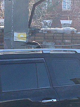 В Самаре ворона "уничтожила" крышу Toyota Land Cruiser