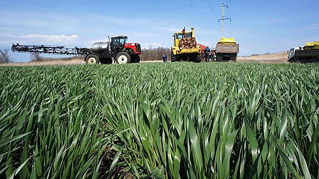 На Украине сообщили о сокращении площади посевов озимых зерновых на 40%
