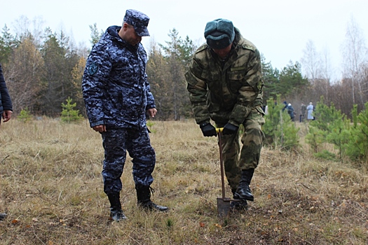 Челябинские силовики высадили 800 кедров в поддержку движения «Полки Победы»