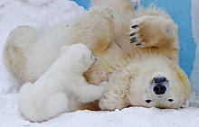 В якутском зоопарке белая медведица родила медвежонка