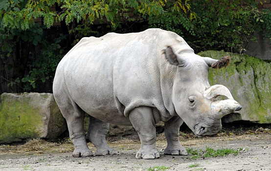 Последний самец белого носорога зарегистрировался на сайте знакомств