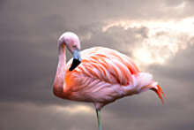 Розовый фламинго решил перезимовать на Русском Севере: видео