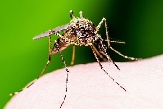 В Роспотребнадзоре заявили о рисках завоза лихорадки чикунгунья в РФ