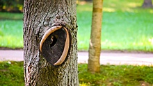 Общественный контроль: жители Краснодара смогут заявлять об ошибочных вырубках деревьев