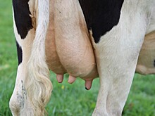 К 2028 году в Подмосковье прогенотипируют большую часть КРС