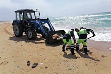 В Анапе с пляжей начали убирать тела дельфинов, которых выбросило на берег