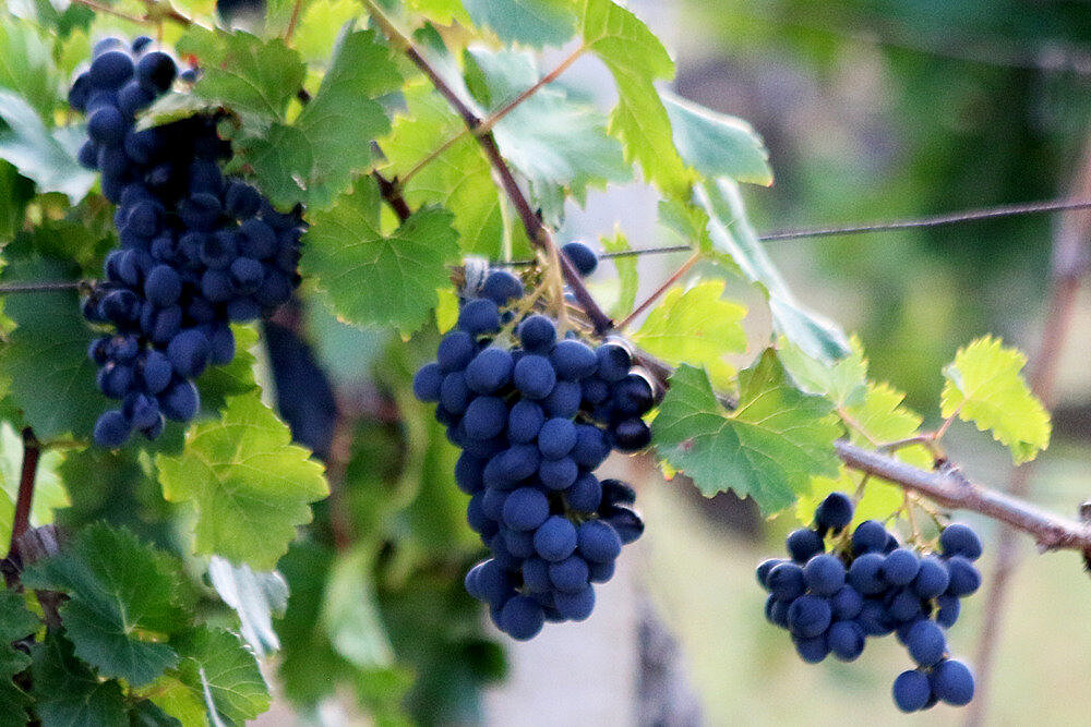 Ученые КФУ предложили лечить последствия COVID-19 концентратом винограда