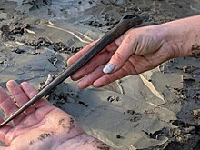 В Швеции обнаружили собаку каменного века с костяным кинжалом