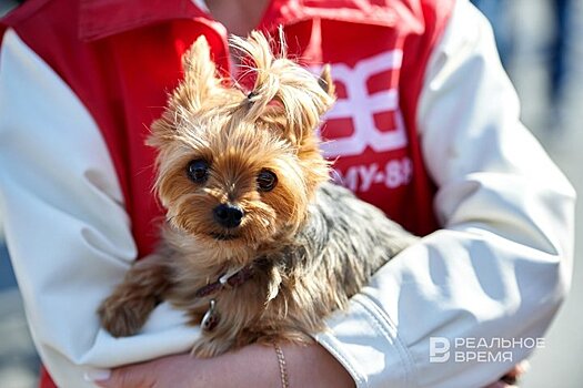 В Татарстане с 1 января введут обязательную регистрацию собак