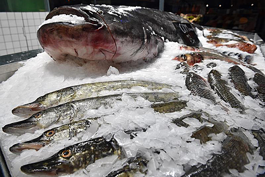 Академик РАН предупредил об опасности речной рыбы