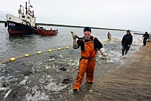 Новые правила промысла могут погубить популяцию лосося на Сахалине