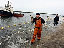 Новые правила промысла могут погубить популяцию лосося на Сахалине