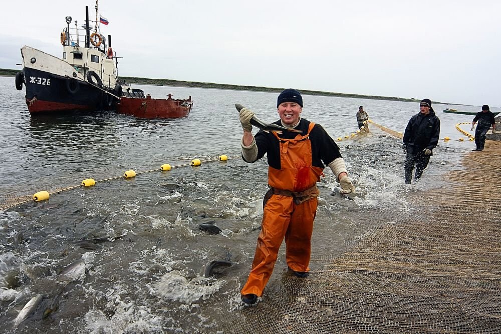 Новые правила промысла могут погубить популяцию лосося на Сахалине