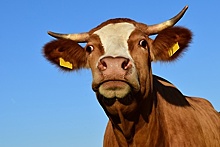 Конкурс операторов по воспроизводству стада коров прошел в Ступинском районе