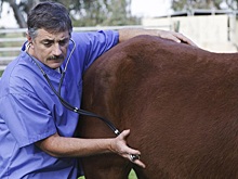В Тюмени не спасают лошадей, потому что «они – не собаки»