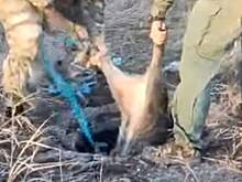 В Крыму спасли провалившегося в люк кабана