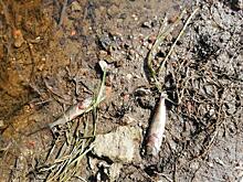 Мор рыбы и неприятный запах наблюдаются на реке Дубна около двух недель