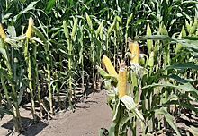 Предлагаемое ограничение атразина в США негативно скажется на фермерах с нулевой обработкой почвы