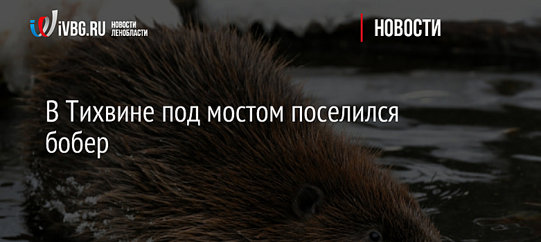 В Тихвине под мостом поселился бобер