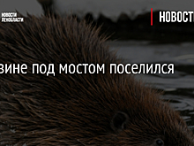 В Тихвине под мостом поселился бобер