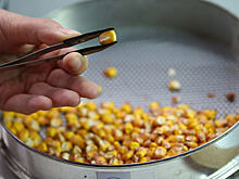 Первые семь российских компаний получили технологии Bayer в области селекции семян