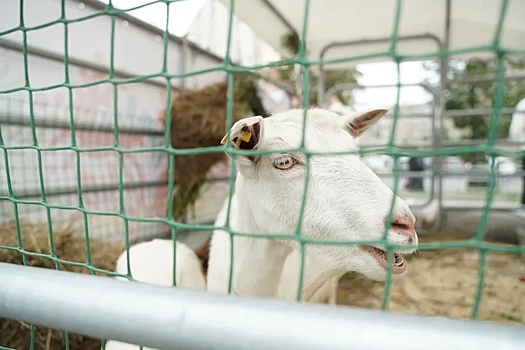 На выставке «Агро-2021» челябинцы смогут бесплатно привить домашних животных от коронавируса