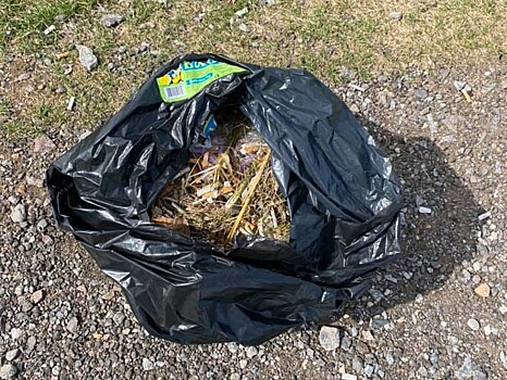 Тверская поэтесса Люба Колесник собрала мусор у Ржевского мемориала