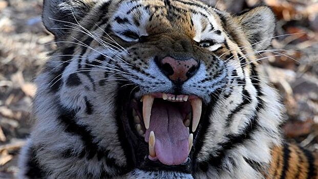 В приморской тайге тигр напал на человека