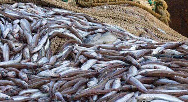ФАС заявила, что иностранные инвесторы в рыбной отрасли находятся под контролем ведомства