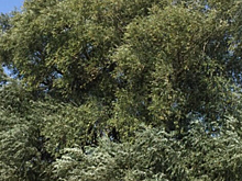 Бабушка Ива из Ростовской области стала Российским деревом года