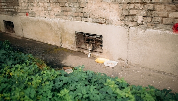 Подвалы российских многоэтажек откроют для бездомных животных