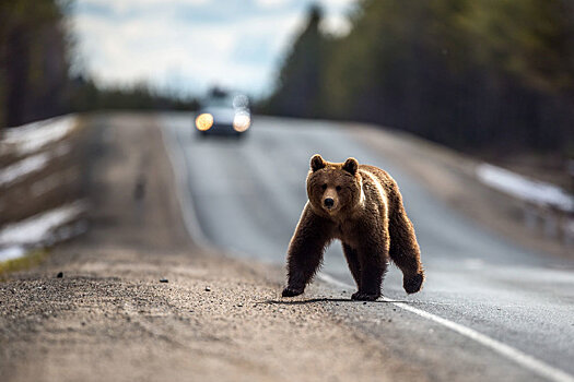 Автомобилист устроил погоню за медведем