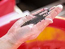 Простим ли мы себя сами, если исчезнут осетровые?