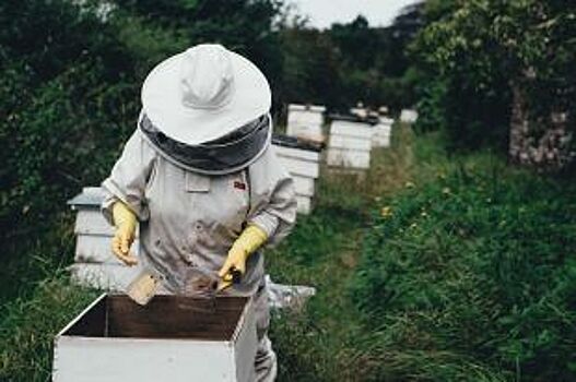 Липецкие власти выплатили пасечникам более 9 млн рублей компенсации в связи с гибелью пчел