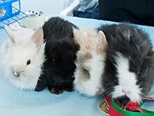 Овчарка взяла на воспитание детеныша леопарда в приморском зоопарке