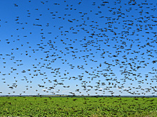 Искусственный интеллект поможет Казахстану в борьбе с саранчой