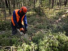 «Мы каждый день слышим их крики». В «подмосковной Швейцарии» вырубают лес