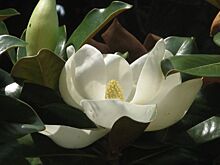 В Никитском саду пик цветения заморской аристократки – крупноцветковой магнолии
