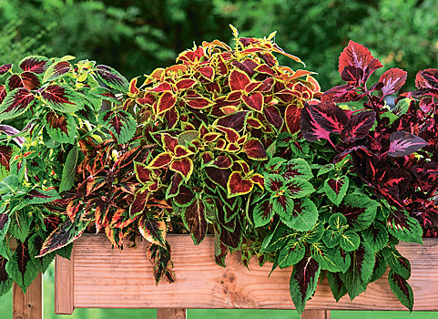 Обалденные яркие цветы: посадите колеусы на клумбе