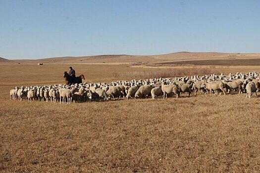 Как в Забайкалье и Бурятии возрождают овцеводство