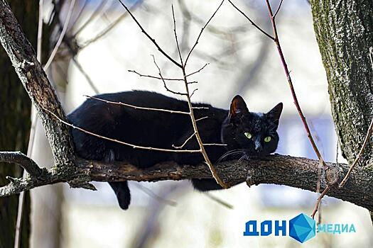 В Ростовской области мужчине вынесли приговор за убийство котят