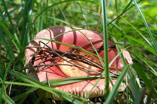 Самый странный гриб: стоит ли собирать сыроежки?