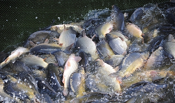 В Волгоградской области за неделю выявили 6 нарушений правил рыболовства