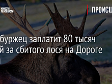 Петербуржец заплатит 80 тысяч рублей за сбитого лося на Дороге жизни