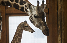 У самки жирафа Апрель родился детеныш