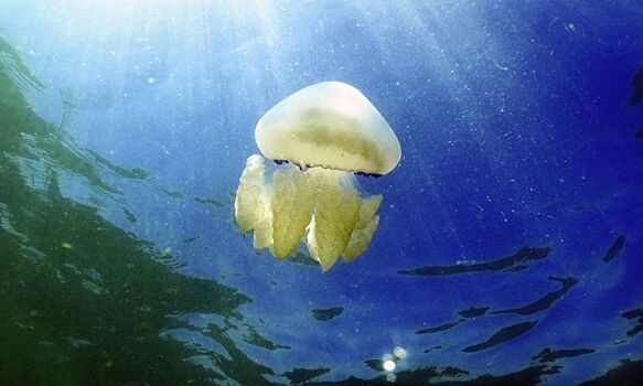 «Жалятся, как звери»: туристы шокированы наплывом медуз на Азовском море