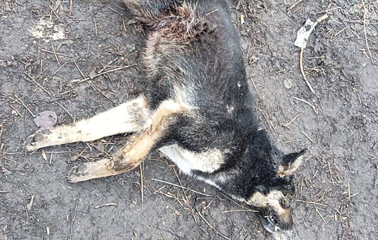 Отравленные собаки лежали на территории медучреждения в Новокузнецке