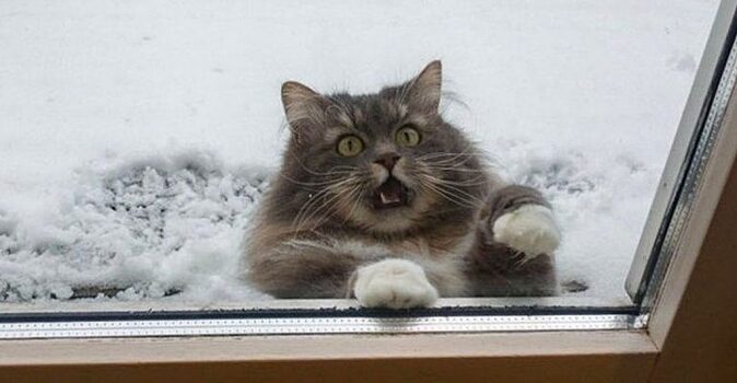 21 эмоциональное фото животных, которые впервые увидели снег