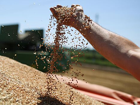 Цены на пшеницу из РФ выросли после шторма в Черном море