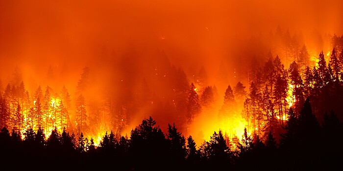60 тысяч гектаров леса в огне и 14 погибших: пожар в казахстанском Абае стал крупнейшим на планете